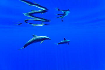 Naklejka premium ボニンブルーの海を泳ぐミナミハンドウイルカ