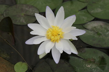 Lotus