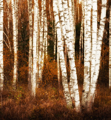 silver birches