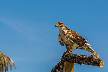 Aigle