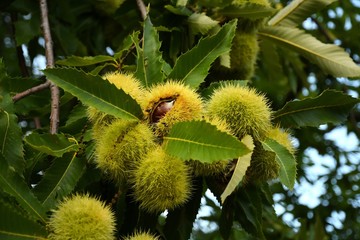 detail of  chestnuts on the branches in a beautiful chestnut forest in Tuscany during the autumn season before the harvest. Italy.