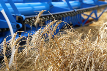 Combine harvester working on the field, close-up ears of wheat. Rural scenery, concept of harvesting and agriculture