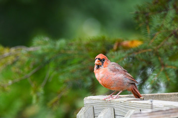 Red Cardinal standing on a wooden fence