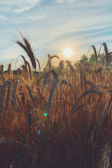 Spelled (Triticum spelta). Grain. Cereal, species of the genus Corn (Triticum). Beautiful sunset with ears of corn