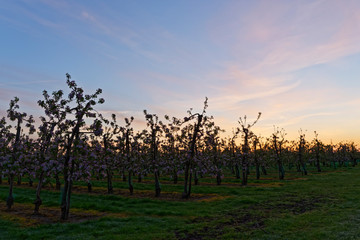 Apfelplantage bei Sonnenaufgang