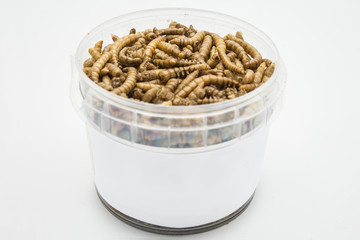 edible mealworms isolated high quality