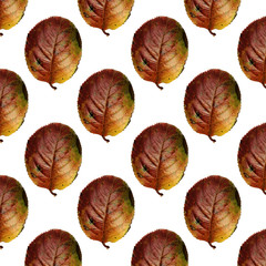 Seamless pattern of autumn leaves. Print of dark red leaves of chokeberry on a white background.
