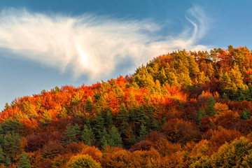 Forest in autumn colors at sunset.