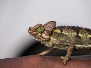 Obraz premium chameleon
