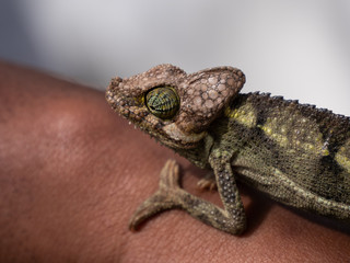 chameleon