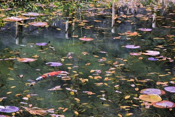 鯉の泳ぐ池