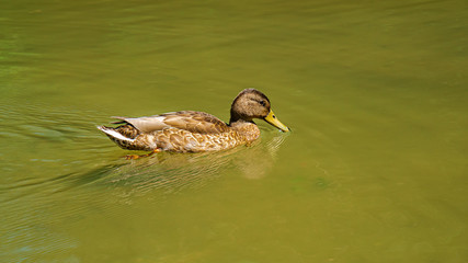 Un canard qui nage dans un étang