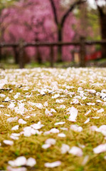 新潟県湯沢中央公園の散り桜