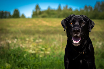 Beautiful head shot of black labrador mix dog puppy on a bright blurred field background. Portrait of a happy dog smiling. Copy space for text