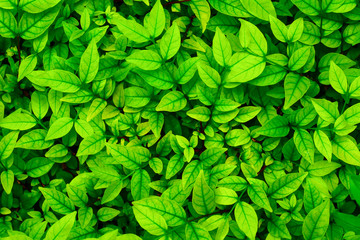 Fototapeta na wymiar Full frame texture of nature green leaf for background.