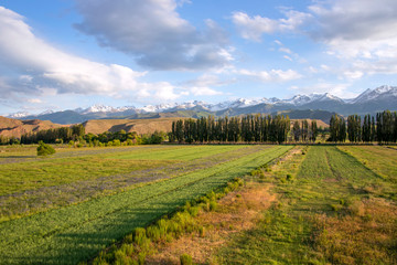 Fototapeta na wymiar View of the snowy mountains of Kungei Alatau under a cloudy sky with trees and fields in the foreground