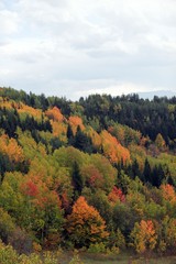 Amazing golden autumn colors in the forest path track.artvin/turkey