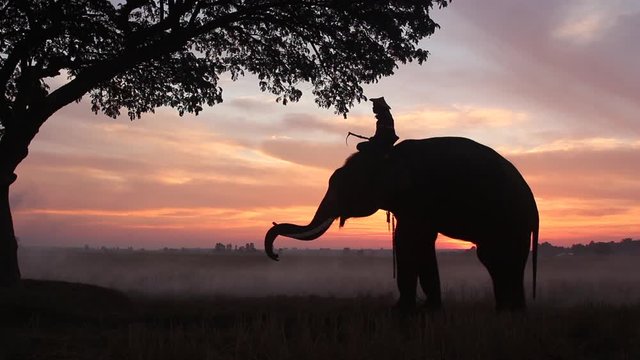 Silhouette the mahout riding elephant