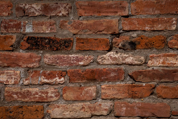 Red brick wall texture background. Old weathered and cracked red and orange bricks with grey concrete and white and black paint marks. Close up