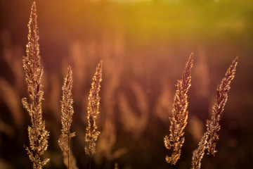 Fototapeta premium Background yellow blades of grass glowing in the sun. Close-up