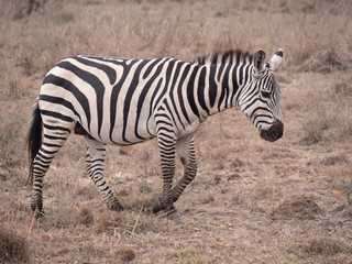 zebra in africa