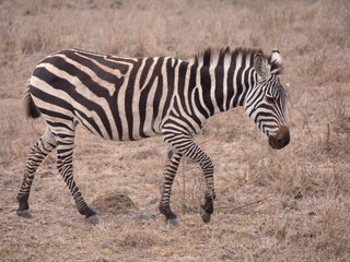 Obraz na płótnie Canvas zebra in nairobi national park