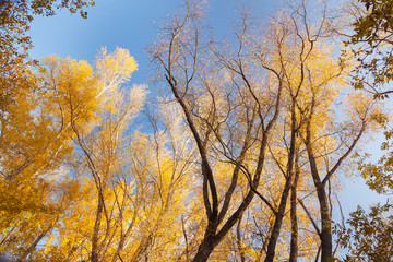 Yellow trees against the blue sky.