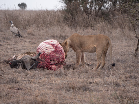 lion feeding carcus