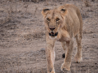 lion in nairobi national park