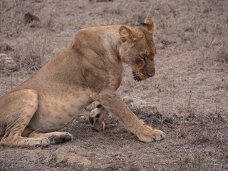 lion in nairobi national park