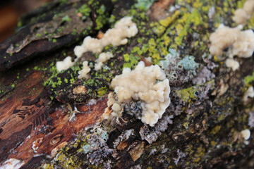 Fungus on a Log