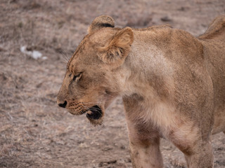 Fototapeta na wymiar lion in nairobi national park