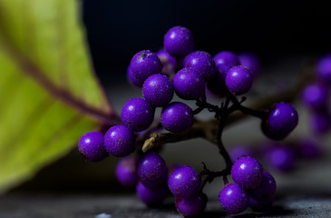 Callicarpa dichotoma, the purple beautyberry or early amethyst