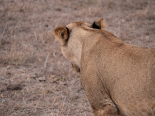 lion in nairobi national park