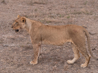 lion in nairobi national park