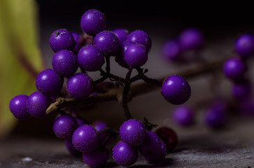 Callicarpa dichotoma, the purple beautyberry or early amethyst