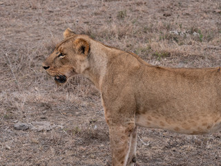 lion in nairobi national park