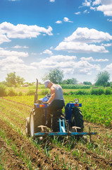 Obraz premium A farmer on a tractor plows a field. Vegetable rows of leeks. Plowing field. Seasonal farm work. Agriculture crops. Farming, farmland. Organic vegetables. Weed protection. Selective focus