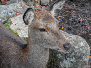 Resident deer on the island of Miyajima, Japan