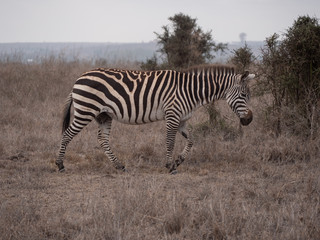 Fototapeta na wymiar zebra in nairobi national park