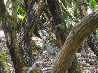 Australian waterdragon at a park in Brisbane