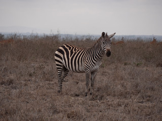 zebra in nairobi national park