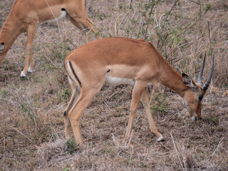 impala in africa