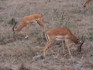 impala in africa