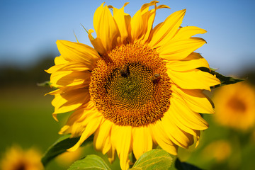 Sonnenblume mit Bienen im Feld