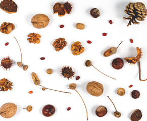 Autumn composition on white background . Blank paper  covered with  different tree seeds . Top view , copy space.