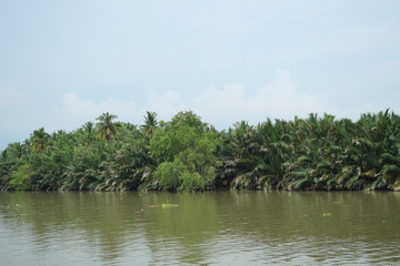Fototapeta na wymiar Simply nipa or mangrove palm trees on the bank of the river with blue sky in background