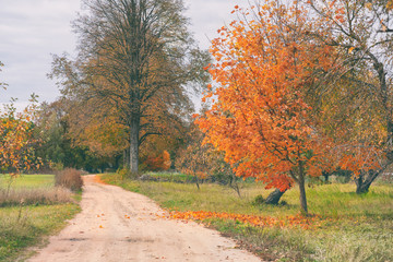 Road through the garden in autumn