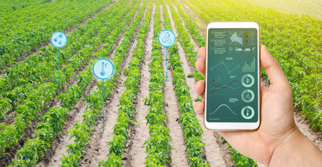 Farmer hold a smartphone on a background of a field with a pepper plantations. Agricultural...