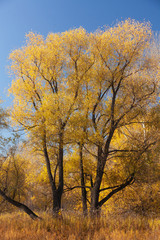 Fototapeta premium Yellow trees against the blue sky.